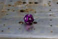 D12 - Individual Polyhedral Dice for RPGs - Old Versions - GRAVITY DICE